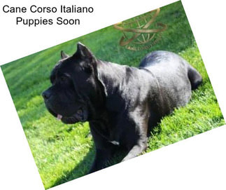 Cane Corso Italiano Puppies Soon