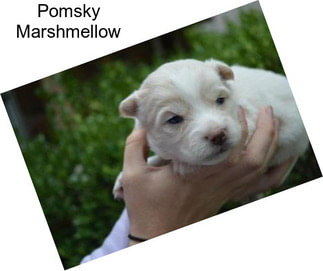 Pomsky Marshmellow