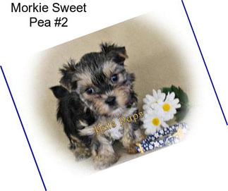 Morkie Sweet Pea #2