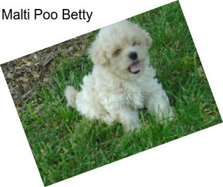 Malti Poo Betty