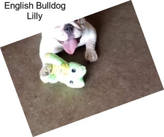 English Bulldog Lilly