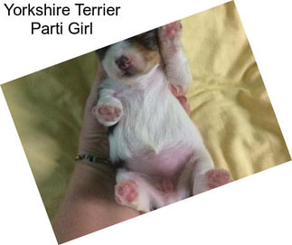 Yorkshire Terrier Parti Girl
