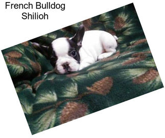 French Bulldog Shilioh