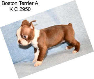 Boston Terrier A K C 2950