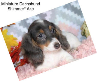 Miniature Dachshund Shimmer* Akc