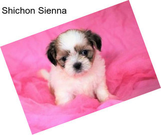 Shichon Sienna