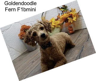 Goldendoodle Fern F1bmini