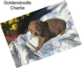 Goldendoodle Charlie