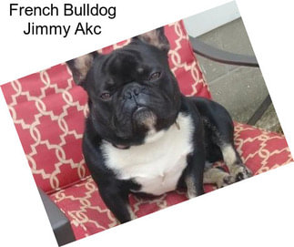 French Bulldog Jimmy Akc