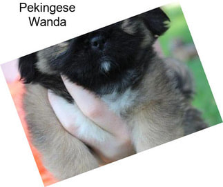 Pekingese Wanda