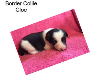 Border Collie Cloe