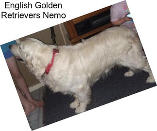 English Golden Retrievers Nemo