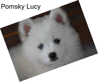 Pomsky Lucy