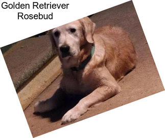 Golden Retriever Rosebud