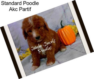 Standard Poodle Akc Partif