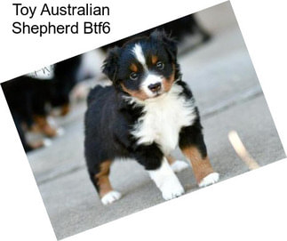 Toy Australian Shepherd Btf6