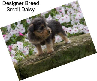 Designer Breed Small Daisy
