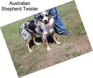 Australian Shepherd Twister