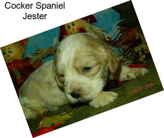 Cocker Spaniel Jester