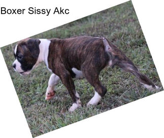 Boxer Sissy Akc
