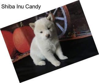 Shiba Inu Candy