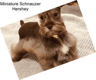 Miniature Schnauzer Hershey