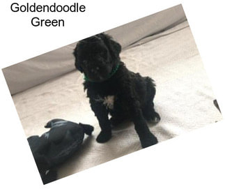 Goldendoodle Green