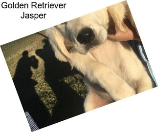 Golden Retriever Jasper