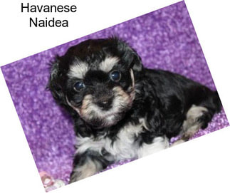 Havanese Naidea