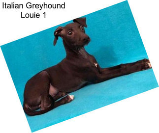 Italian Greyhound Louie 1