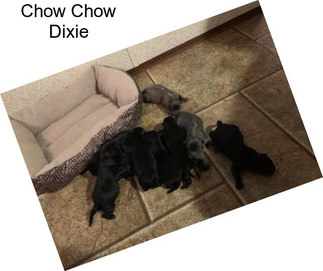 Chow Chow Dixie