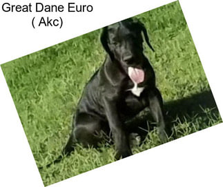 Great Dane Euro ( Akc)