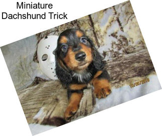 Miniature Dachshund Trick