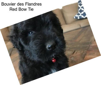 Bouvier des Flandres Red Bow Tie