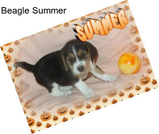 Beagle Summer