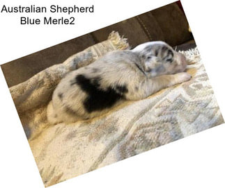 Australian Shepherd Blue Merle2