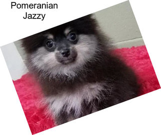 Pomeranian Jazzy