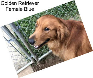 Golden Retriever Female Blue