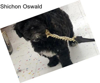 Shichon Oswald