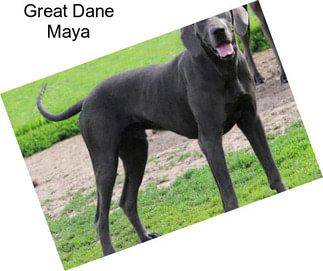 Great Dane Maya