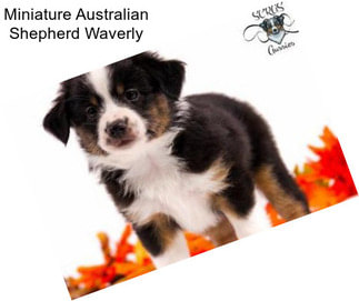 Miniature Australian Shepherd Waverly