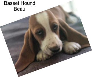 Basset Hound Beau