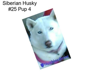 Siberian Husky #25 Pup 4