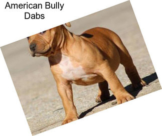 American Bully Dabs