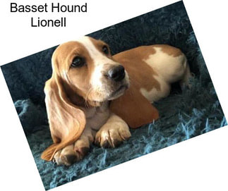 Basset Hound Lionell