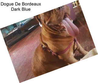 Dogue De Bordeaux Dark Blue