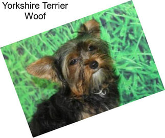 Yorkshire Terrier Woof