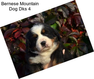 Bernese Mountain Dog Dks 4