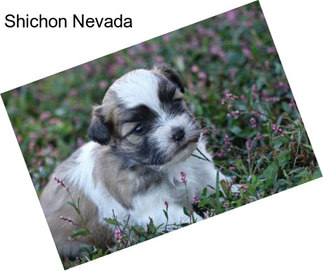 Shichon Nevada