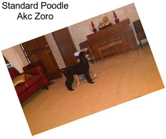 Standard Poodle Akc Zoro